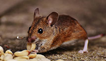 24 Hour & Emergency Exterminators in Esmond, RI